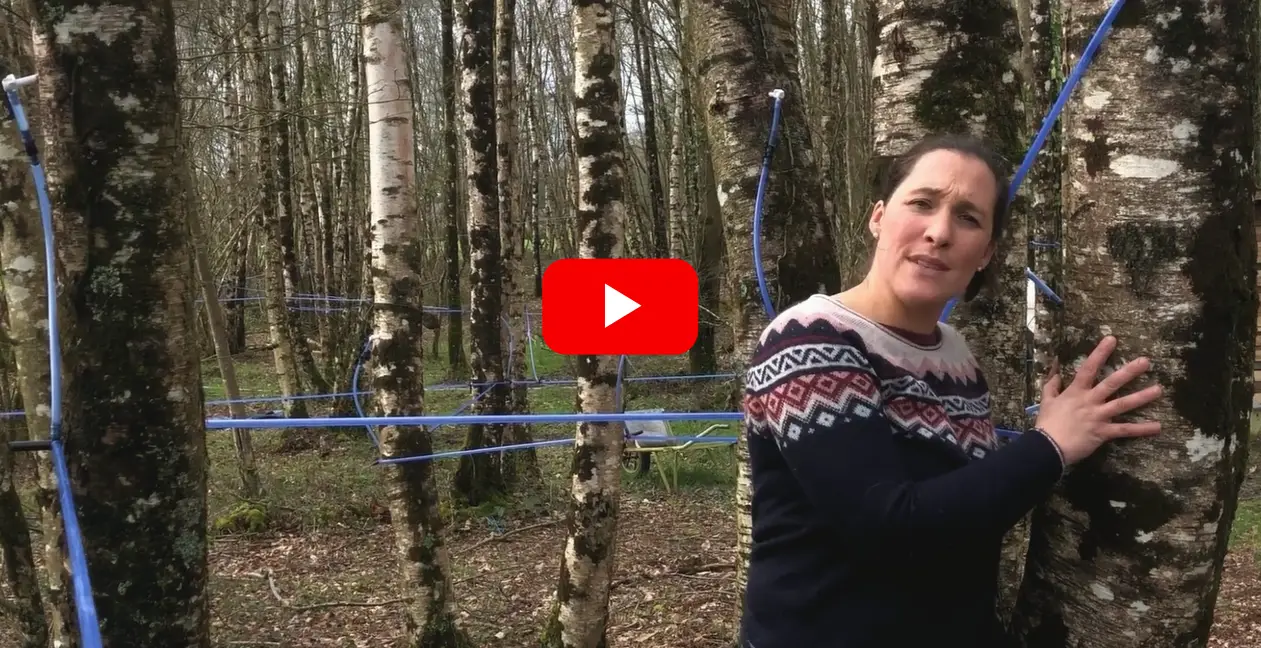 Stéphanie - O'Bouleau